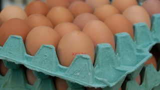 Raport oficial: Fipronilul, cauza principala pentru scumpirea oualor in intreaga Europa!