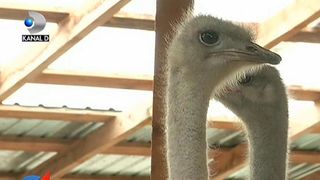 Romanii au dat carnea de porc pe cea de strut: "Sarmalele sunt delicioase"