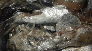 Un barbat a gasit o moneda in pestele congelat, cumparat din piata