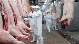 Cum va puteti feri de trichineloza, o boala care va poate distruge Sarbatorile. Nu consumati porc sacrificat in gospodarie inainte de un examen trichineloscopic