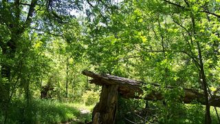 Un barbat din Vrancea a murit strivit de un copac!