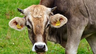 16 angajati ai unei ferme din Iasi au ajuns la spital dupa ce au taiat o vaca bolnava de rabie