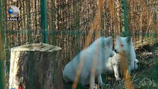 Doua vulpi polare albe au ajuns la Constanta