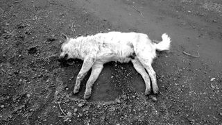 Caini comunitari, omorati cu Furadan, aceeasi substanta care a ucis-o pe Madalina Manole! Vinovatul este inca in libertate