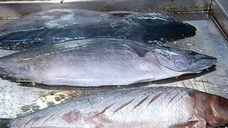 Atentie la pestele si midiile din Marea Neagra! Cercetatorii avertizeaza ca pot fi toxice!