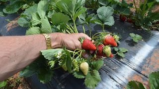 Intr-o gospodarie din Galati aproape ca s-au copt capsunile!