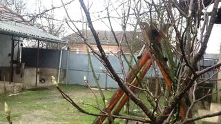 Au inmugurit copacii la Arad! Specialistii atrag atentia: temperaturile ridicate din aceasta perioada ar putea diminua productia de fructe