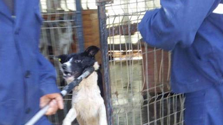 Scandal la adapostul de caini din Valcea! Voluntarii se tem ca animalelor li se pregateste eutanasierea. Iata petitia care circula - Asteptam reactia primariei