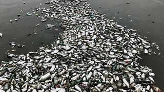 Imaginea dezolanta din Bucurestiul anului 2018 - Au secat Dambovita, dar s-au luat cu mainile de cap cand au vazut ce se afla pe fundul apei - Oare cand vom deveni si noi europeni?