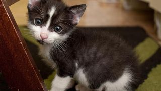 Te uiti pe internet la filmulete cu pisici in timp ce esti la serviciu? Inceteaza sa mai faci asta! Specialistii trag un semnal de alarma