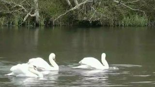Incredibil! A ajuns sa se faca braconaj cu oua de lebede si pelicani!