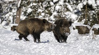 O turma de porci mistreti si-a facut de cap pe strazile din Brasov! Jandarmii au intervenit si au gonit animalele inapoi in padure