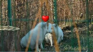 O vulpe polara a fugit din Microrezervatia din Constanta. Povestea din spatele acestei evadari este fabuloasa