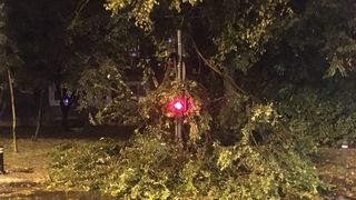 Traficul, blocat in Capitala, dupa ce un copac s-a prabusit pe reteaua de contact a troleibuzelor