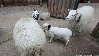 Doi romani au furat o capra si o oaie de la Gradina Zoologica din Berlin si le-au mancat! Nemtii sunt socati