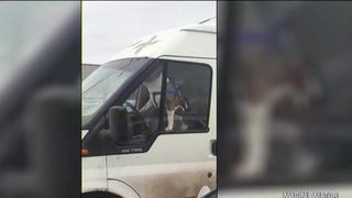 Imagini geniale in parcarea unui supermarket din Romania! Un caine care isi astepta stapanul in masina si-a pierdut cu totul rabdarea. De ce a fost in stare