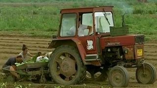 Romania, liderul european la exportul de banane, cafea si cocos! Iata cum este posibil asa ceva!