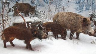 Aparitie neobisnuita in centrul statiunii Sinaia! O turma de mistreti a iesit la plimbare printre turistii speriati!