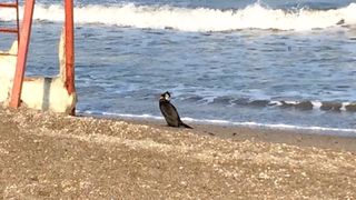 Pasarile de pe litoral au fost afectate de gerul din ultimele zile! Imagini dramatice cu un cormoran obosit!