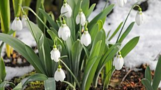 Schimbari bruste de temperatura. Vine Primavara sau ne asteapta un val rece de iarna in urmatoarea perioada?