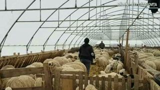 Un agricultor din Dambovita a venit cu o idee inedita! In loc de legume, barbatul creste in solar...oi!
