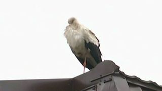 Vremea schimbatoare era sa-i vina de hac unei berze ratacita in Capitala. Din fericire, salvatorii au intervenit rapid!