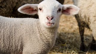 Ciocniri intre vegani si ciobani astazi in Bucuresti! "Asa a lasat Dumnezeu! Doar n-oi fi iepure, sa mananc numai morcovi!"