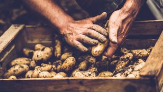 Cartofi din Egipt, cu o bacterie periculoasa, interzisi in Romania