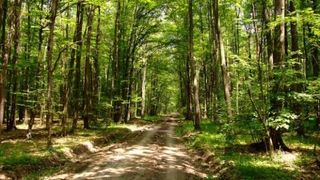 Caz terifiant in Valcea! Si-a ucis injunghiat iubita, a privit-o cum moare, apoi a ingropat-o in padure. Ce a spus criminalul