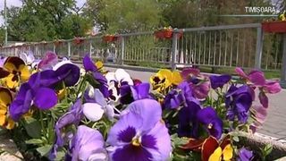 Cel mai scump buchet de flori! Un barbat s-a ales cu o amenda de 2500 lei dupa ce i-a adus iubitei panselute culese de pe bulevard!