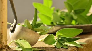 Tratamente naturiste pentru afectiuni ale rinichilor