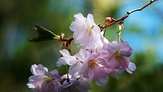 Prognoza meteo de 1 mai. Afla unde va ploua in perioada minivacantei!