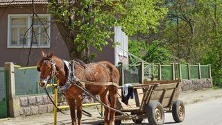 Contrabandist la 75 de ani! Cu caruta plina de lucerna la granita, batranul facea "un transport" cinstit cu tigari! Cate pachete ascundea barbatul!