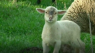 Oaia lui Daea a ajuns pe raft. Ministrul si-a indeplinit marea dorinta