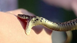 Adolescent atacat si muscat de o vipera in Arges, transportat de urgenta cu elicopterul la Bucuresti