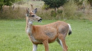 Cruzime fara margini! Un barbat din Arges a omorat o caprioara cu mainile goale! Imaginile te vor lasa fara cuvinte!