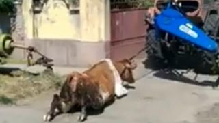 Dosar penal pentru ranirea si schingiuirea animalelor, dupa ce un barbat din Timis a legat o vaca de un tractor si a tarat-o pe sosea