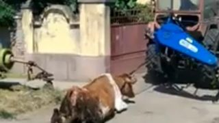 Declaratiile socante ale proprietarului vacii tarate cu tractorul! Ce s-a petrecut cu adevarat in ziua cu pricina!