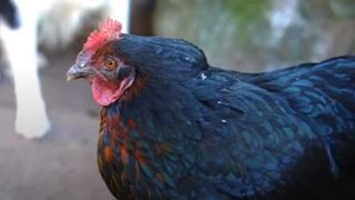 Un barbat din Marea Britanie se lauda ca detine cea mai batrana gaina din lume!