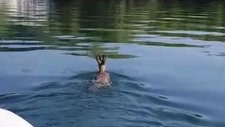 Misiune inedita a jandarmilor din Arges: au ajutat o caprioara sa ajunga la mal! "Pentru noi conteaza orice suflet!"