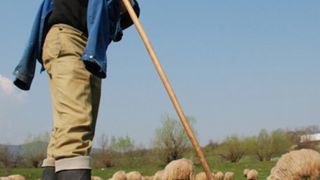 Crima la stana! Un cioban si-a omorat colegul dupa ce i-a dat cu bata in cap!