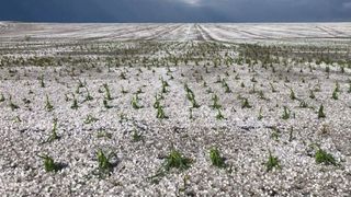 Grindina a lasat judetul Botosani ca dupa razboi! Furtuna violenta a devastat culturile fermierilor!