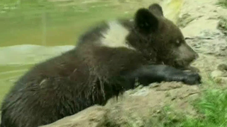 Niste romani au crescut un catel cu biberonul, dar cand s-a facut mare s-a transformat in... URS! Cum a fost posibil asa ceva?