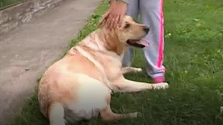 EMOTIONANT! Catelusa Daisy o ajuta sa vada! Legatura stransa dintre Daria si Daisy