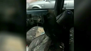 O cioara a facut ravagii in masina unui barbat din Satu Mare. Imaginile sunt DEMENTIALE