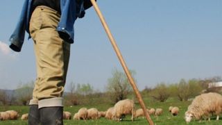 Incredibil! Ce a facut un cioban contra Uniunii Europene. Indrazneala barbatului a ajuns la un alt nivel