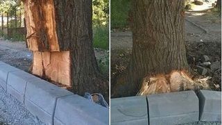 Nimeni nu ne intrece la BORDURI! Ele apar din ce in ce mai des in forme si culori diferite