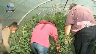 Inovatie in liceele din Romania! Elevii fac ore in sere si solarii pentru a invata meserie