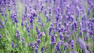 ASTA este cea mai parfumata afacere din Romania! EI sunt cei care au dat lovitura!