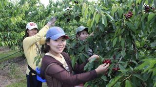 E criza mare de muncitori! Agricultorii vor sa aduca zilieri din ASIA pentru a le culege ciresele!